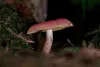 Mushroom Home Kits - The House Of Shrooms