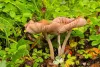 Buy Magic Mushrooms in Canada from House of Shrooms