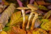 Growing Penis Envy Mushrooms In Canada