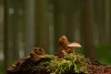 The Medical Use of Magic Mushrooms
