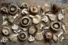  At Last, The Secret To Buy Mushrooms Canada Is Revealed - Kou Bou Kengo 