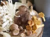 Mushrooms Canada Mungus Short Story and The Truth