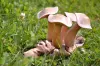 Albino Avery Shrooms - Where To Buy ?