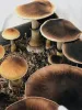 Shrooms Canada Who Else Wants To Be Successful With It