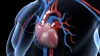 Must-Read Facts On The Roles Of Heart Doctors (Cardiologists) - YusraBlog.com