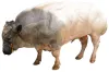 ​Myostatin Impact On Animals. - Keebo Sports Supplements