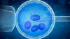 Myths and Facts About In Vitro Fertilization