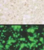 Luminous Solid Surface Ahmedabad  - Globentis International Pvt. Ltd.