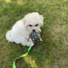 Bichon Frise Puppies for Sale at Best Prices | Local Puppy Groomers
