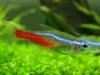 Neon Tetra: A Complete Care Guide For Beginners - Tetra Fish Care