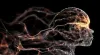 9 Recovery-Boosting Supplements for Nervous System