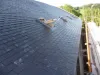 Roofers Edinburgh