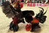 Giới thiệu đá gà RED88 online sôi động
