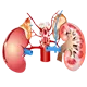 Kidney Treatment in Ayurveda| Ayurvedic Medicine | Treatment Center
