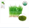 oat grass uses, oat grass benefits, organic oat grass powder, oat grass juice powder