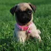 Waaba-Pugs puppy breeder | Waabapugs puppy Review