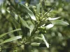 African Olive: A Pack Of Benefits For You!