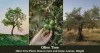 Read Information About Olive Tree - Info About Trees