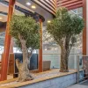 olive-tree-specimen.jpg