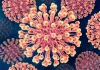 ||*Creative Biolabs*||
