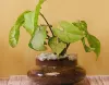 Prefer Online Plant Nursery To Get These Beneficial Presents