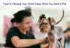 Home Clean While You Have A Pet