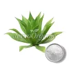 best agave powder, agave powder supplier, bulk agave powder