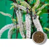 black cohosh root, black cohosh powder, herbal black cohosh, black cohosh ingredients, black cohosh dietary supplement