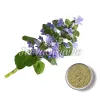 bugleweed powder, bulk bugleweed powder