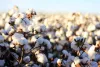 3 Reasons You Must Switch To Organic Cotton