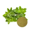 Bulk Organic Marjoram Powder Supplier | Organic Marjoram Powder Supplier