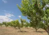 Best fruit tree nursery UK