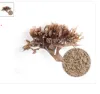 irish sea moss powder, irish moss powder, best sea moss powder, organic irish moss powder, sea moss powder wholesale