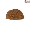 Buy 1 Mukhi Rudraksha | Original One Mukhi Rudraksha Price