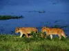 25 Surprising Facts About botswana tourism itinerary