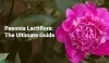 Paeonia Lactiflora: The Ultimate Guide (2023 Updated) - Home Knows