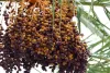 Meet the Steve Jobs of the kedai jual buah kurma Industry