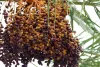 7 Simple Secrets to Totally Rocking Your Medjoul Dates