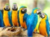 Choosing a Parrot Breeder