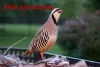 Partridge bird