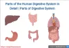 Most Important Parts of the Human Digestive System