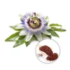 passion flower extract, passion flower herb, passion flower powder, organic passion flower, wholesale herbal extracts, wholesale organic herbs, herbal powders wholesale, organic foods