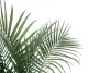 Certified Organic Ethyl Palmate | Certified Organic Free Fatty Acid