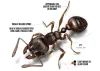 Interesting Facts about Pavement Ants - Ants Control | Awesomepest