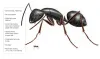 Characteristics of Pavement Ants - Pavement Ants Control | Awesomepest