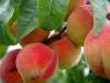 Share4all &raquo; Food &raquo; 9 Amazing Benefits of Peach