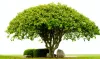 Information About Peepal Tree with Their Types, Benefits, Lifediv, and Images - Info About Trees