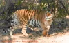 How to book Pench National Park Jeep Safari?