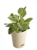 Buy Plants Online in Bangalore| Safe Home Delivery  | Ugaoo