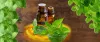 All About Peppermint Oil – Pure Oils India 